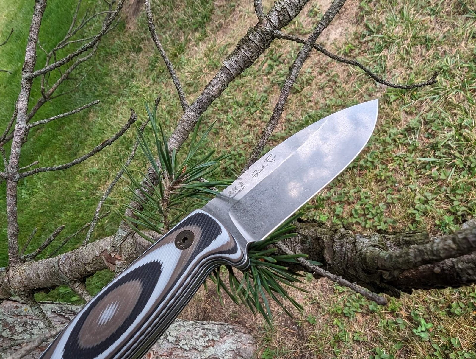 a knife resting on a tree branch