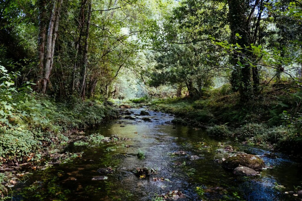 Creek running through a forest